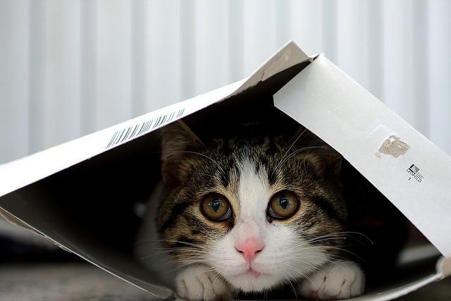 Cat in packaging