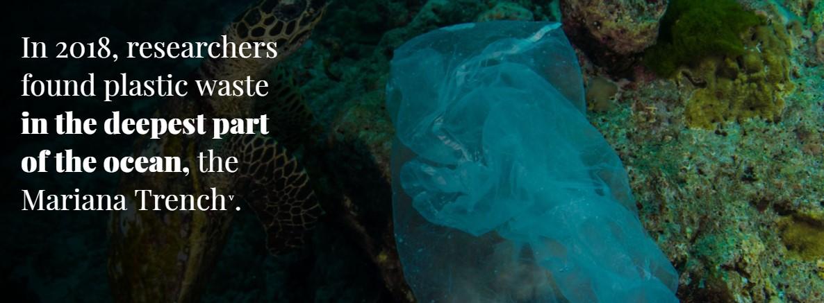 Swimming in plastic: What's the harm?